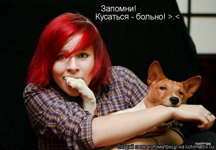 Котоматрица: Запомни! Кусаться - больно! >.<
