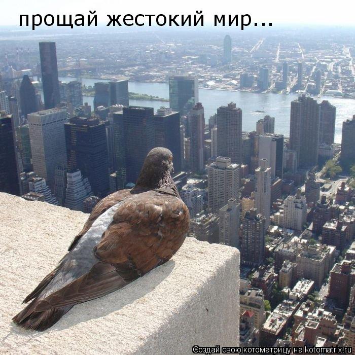 Котоматрица: прощай жестокий мир...