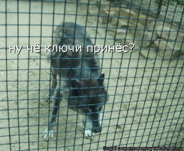 Котоматрица: ну чё ключи принёс?