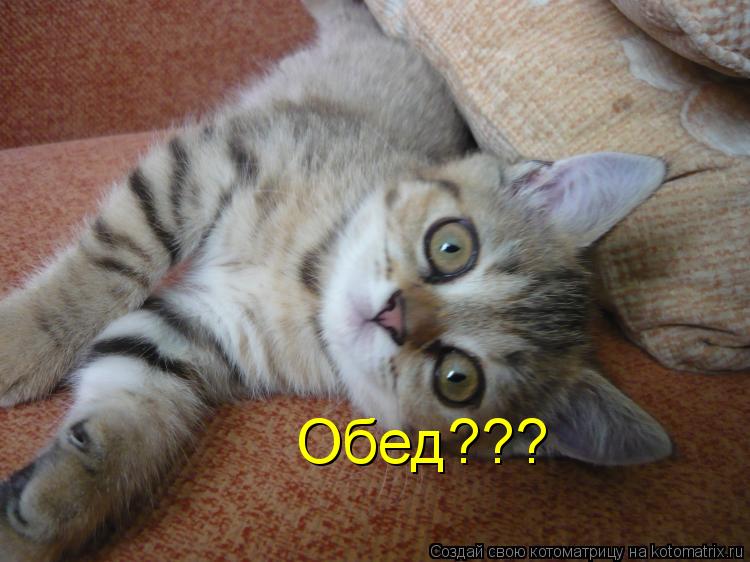 Котоматрица: Обед???