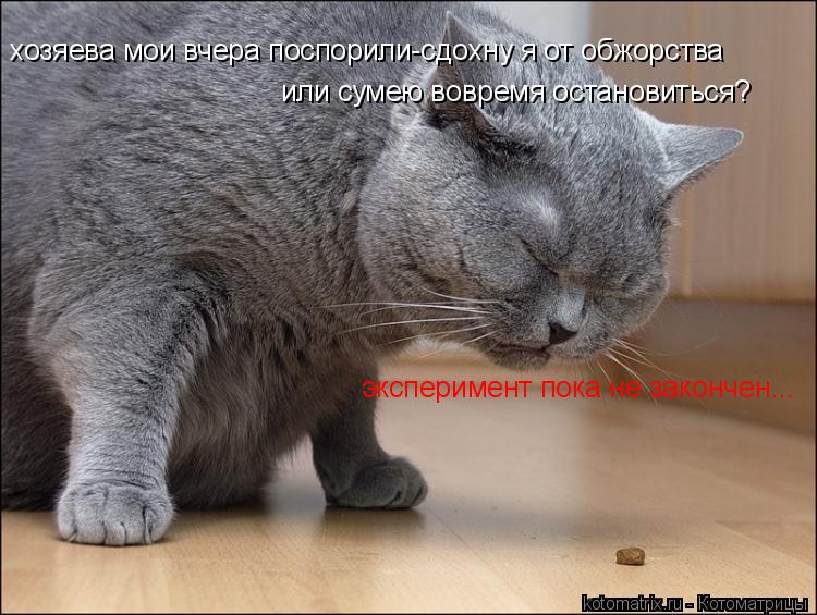 Котоматрица: хозяева мои вчера поспорили-сдохну я от обжорства или сумею вовремя остановиться? эксперимент пока не закончен...