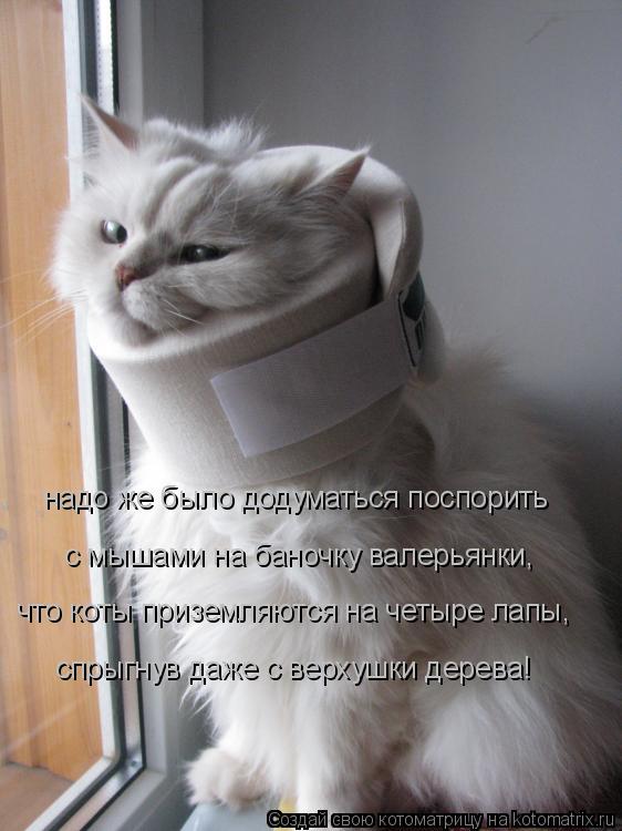 Котоматрица: надо же было додуматься поспорить спрыгнув даже с верхушки дерева! что коты приземляются на четыре лапы, с мышами на баночку валерьянки,
