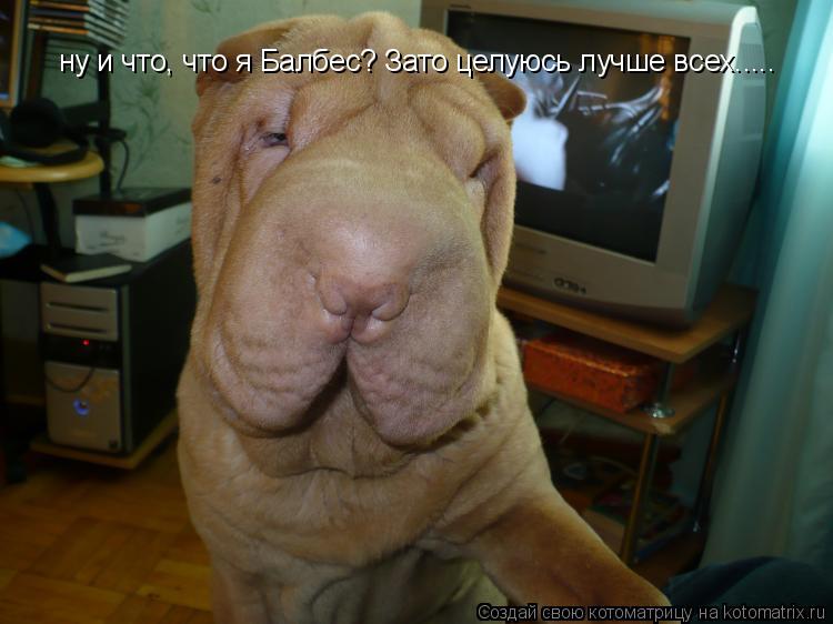 Котоматрица: ну и что, что я Балбес? Зато целуюсь лучше всех.....