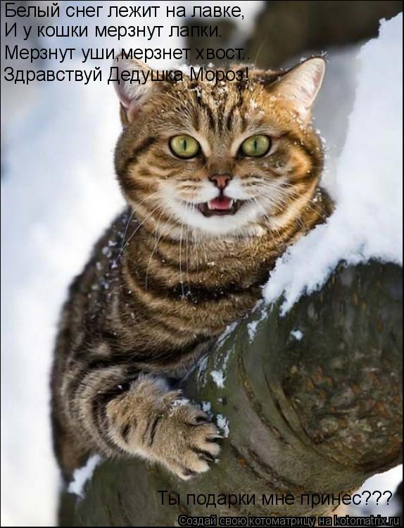 Котоматрица: Белый снег лежит на лавке, И у кошки мерзнут лапки. Мерзнут уши,мерзнет хвост.. Здравствуй Дедушка Мороз! Ты подарки мне принес???