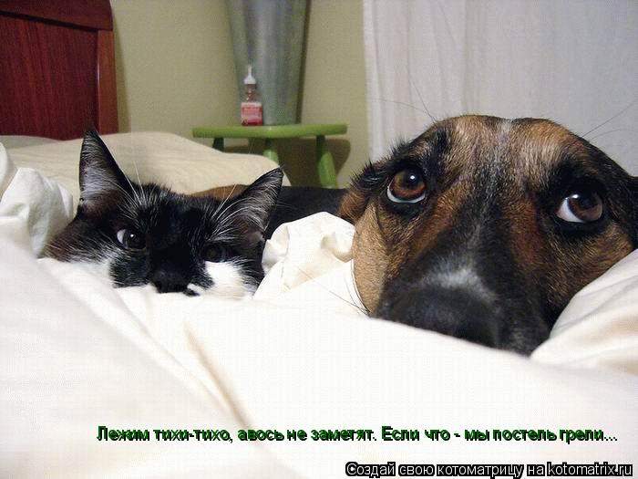 Котоматрица: Лежим тихи-тихо, авось не заметят. Если что - мы постель грели...