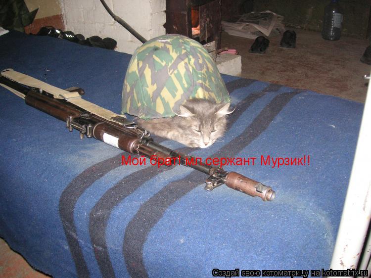 Котоматрица: Мой брат! мл.сержант Мурзик!!