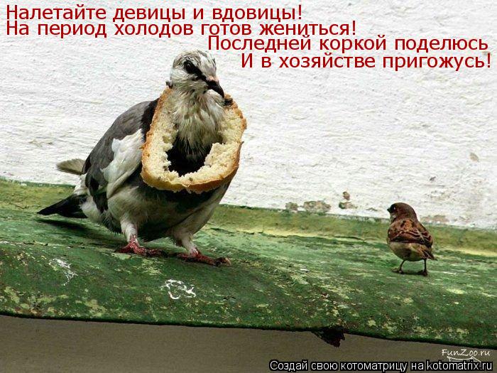 Котоматрица: Налетайте девицы и вдовицы! На период холодов готов жениться! Последней коркой поделюсь И в хозяйстве пригожусь!