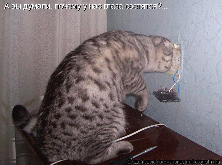 Котоматрица: А вы думали, почему у нас глаза светятся?...