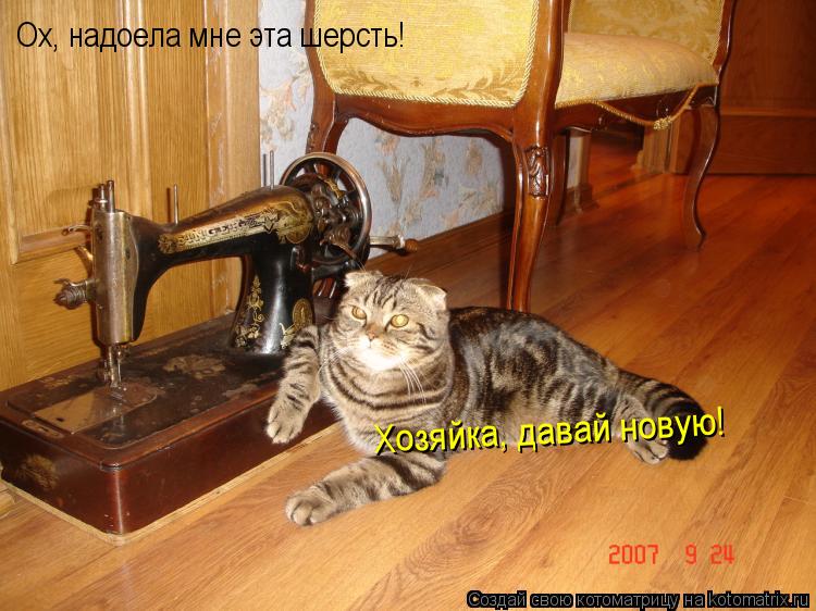 Котоматрица: Ох, надоела мне эта шерсть! Хозяйка, давай новую!