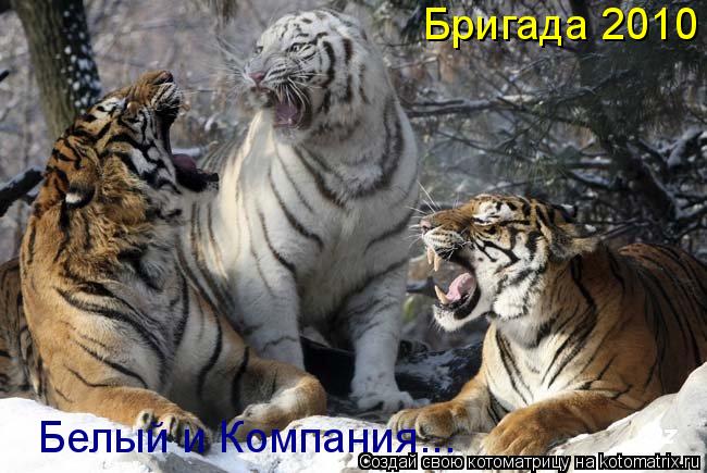 Котоматрица: Бригада 2010  Белый и Компания...