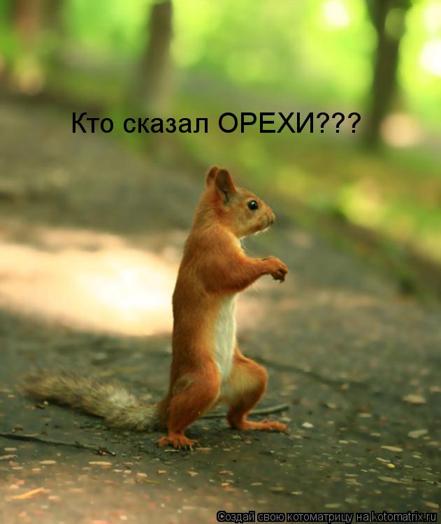 Котоматрица: Кто сказал ОРЕХИ???