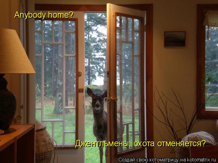 Котоматрица: Anybody home?  Джентльмены, охота отменяется?