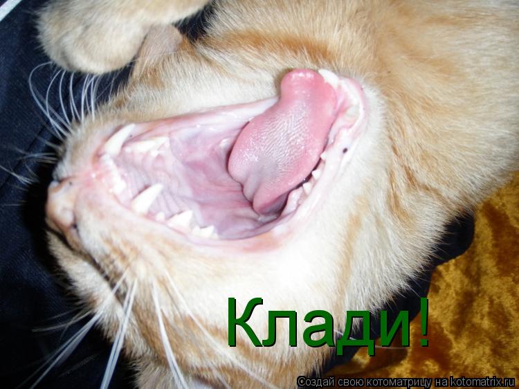 Котоматрица: Клади!