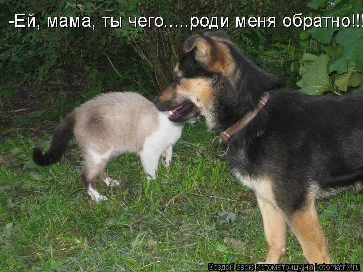 Котоматрица: -Ей, мама, ты чего.....роди меня обратно!!!