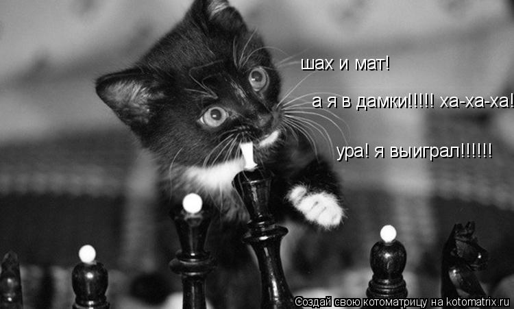 Котоматрица: шах и мат! а я в дамки!!!!! ха-ха-ха! ура! я выиграл!!!!!!