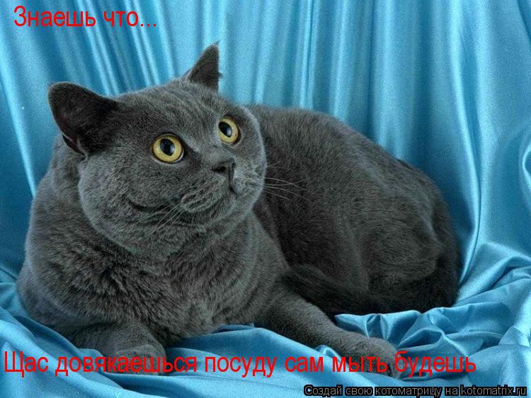 Котоматрица: Знаешь что... Щас довякаешься посуду сам мыть будешь