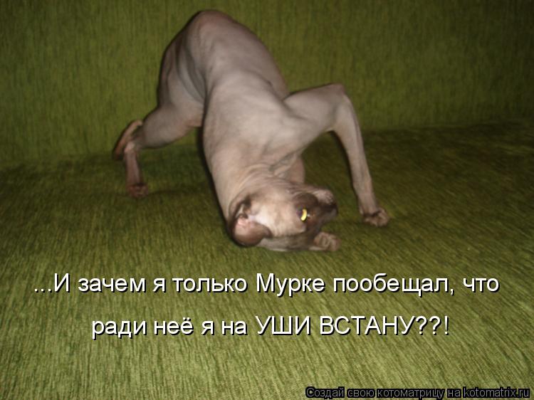 ...И зачем я только Мурке пообещал, что ради неё я на УШИ ВСТАНУ??!... Котоматрица: ...И зачем я только Мурке пообещал, что ради неё я на УШИ ВСТАНУ??!