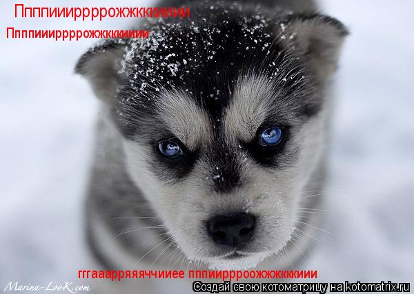 Котоматрица: Ппппиииррррожжкккииии Ппппиииррррожжкккииии гггааарряяяччииее пппииррроожжжкккиии