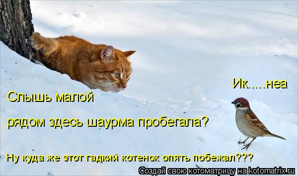 Котоматрица: Слышь малой Ик.....неа рядом здесь шаурма пробегала? Ну куда же этот гадкий котенок опять побежал???