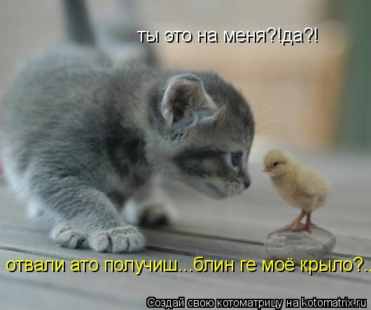 Котоматрица: ты это на меня?!да?! отвали ато получиш...блин ге моё крыло?..