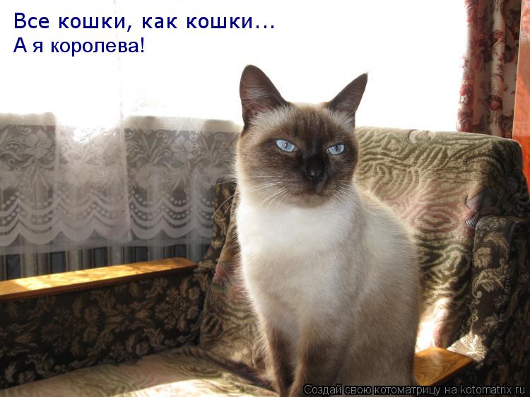 Котоматрица: Все кошки, как кошки... А я королева!