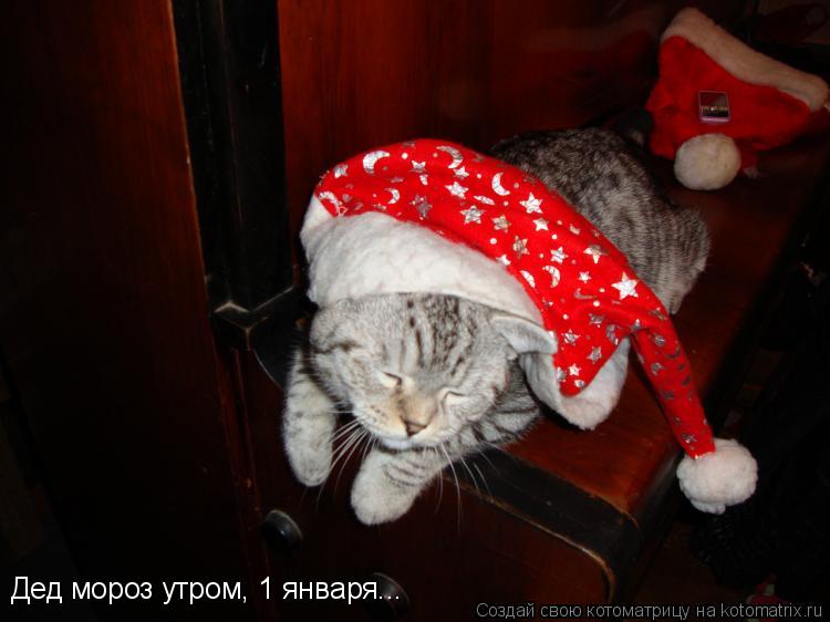 Котоматрица: Дедмороз    Дед мороз утром, 1 января...