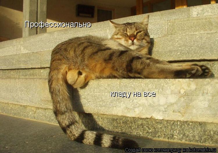 Котоматрица: Профессионально  кладу на все