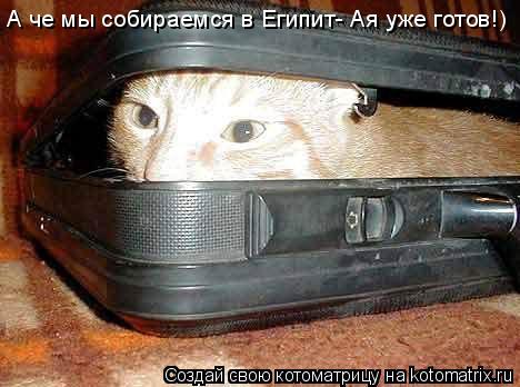 Котоматрица: А че мы собираемся в Египит- Ая уже готов!)