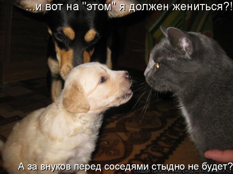 Котоматрица: ...и вот на "этом" я должен жениться?! А за внуков перед соседями стыдно не будет?