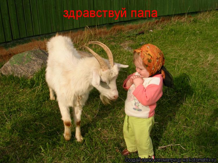 Котоматрица: здравствуй папа