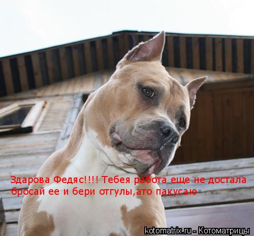 Здарова Федяс!!!! Тебея работа еще не достала бросай ее и бери отгулы Здарова Федяс!!!! Тебея работа ... Котоматрица: Здарова Федяс!!!! Тебея работа еще не достала бросай ее и бери отгулы Здарова Федяс!!!! Тебея работа еще не достала бросай ее и бери отгулы Зда