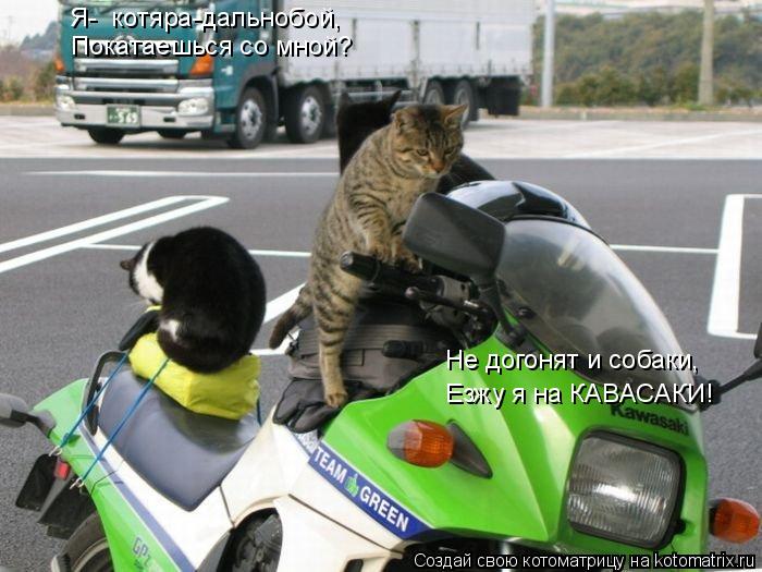 Котоматрица: Я-  котяра-дальнобой, Покатаешься со мной? Езжу я на КАВАСАКИ! Не догонят и собаки,