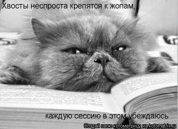 Котоматрица: Хвосты неспроста крепятся к жопам, каждую сессию в этом убеждаюсь