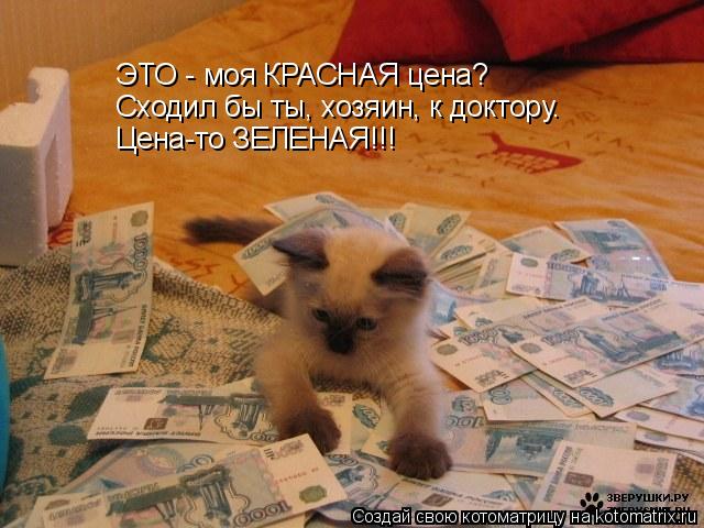 Котоматрица: ЭТО - моя КРАСНАЯ цена? Сходил бы ты, хозяин, к доктору. Цена-то ЗЕЛЕНАЯ!!!