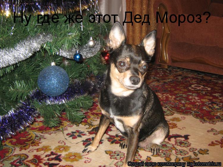 Котоматрица: Ну где же этот Дед Мороз?