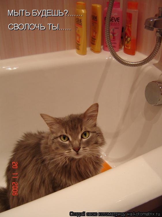 Котоматрица: МЫТЬ БУДЕШЬ?....... СВОЛОЧЬ ТЫ......