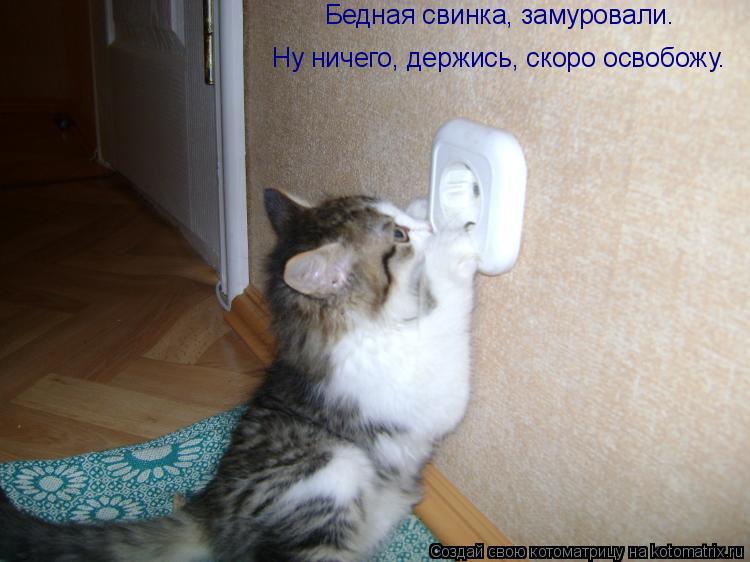 Котоматрица: Бедная свинка, замуровали.  Ну ничего, держись, скоро освобожу.