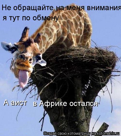 Не обращайте на меня внимания я тут по обмену А аист в Африке остался... Котоматрица: Не обращайте на меня внимания я тут по обмену А аист в Африке остался