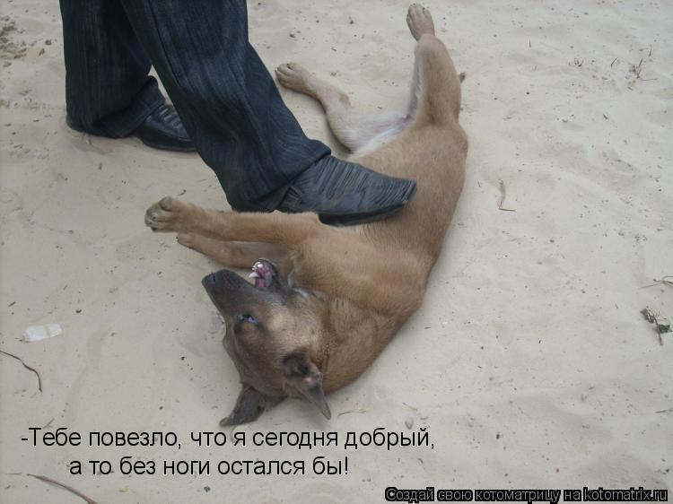 -Тебе повезло, что я сегодня добрый, а то без ноги остался бы!... Котоматрица: -Тебе повезло, что я сегодня добрый, а то без ноги остался бы!