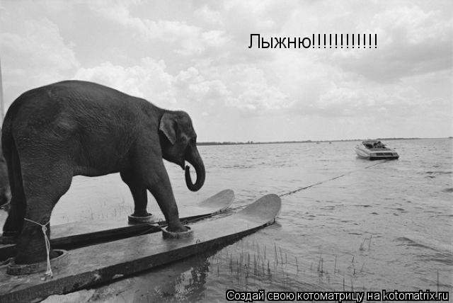 Котоматрица: Лыжню!!!!!!!!!!!!