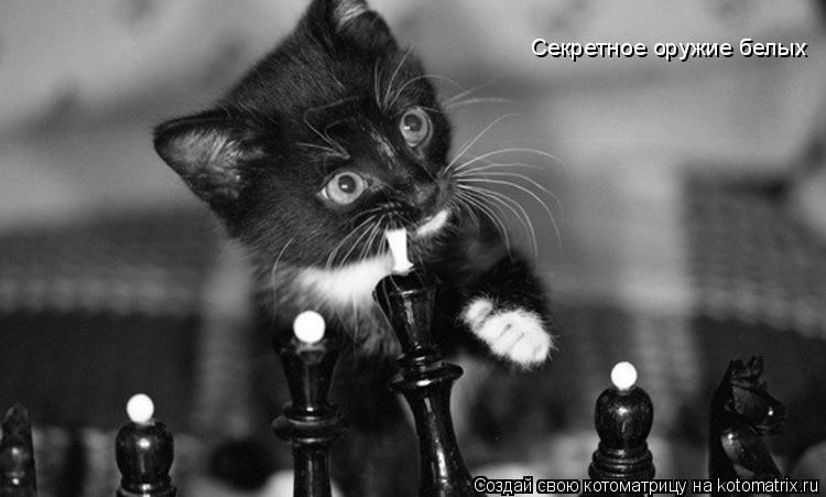 Котоматрица: Секретное оружие белых