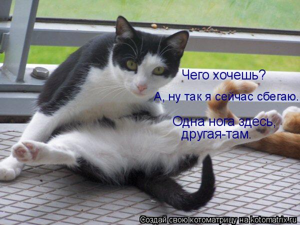 Котоматрица: А, ну так я сейчас сбегаю. Чего хочешь? Одна нога здесь,   другая-там.