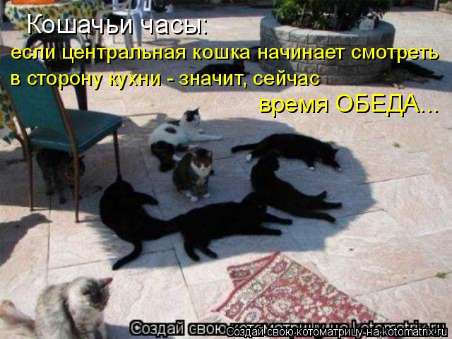 Кошачьи часы: если центральная кошка начинает смотреть в сторону кухни - значит, сейчас время ОБЕД... Котоматрица: Кошачьи часы: если центральная кошка начинает смотреть в сторону кухни - значит, сейчас время ОБЕДА...