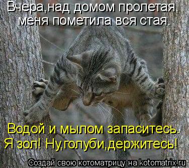 Вчера,над домом пролетая, меня пометила вся стая. Водой и мылом запаситесь. Я зол! Ну,голуби,держитес... Котоматрица: Вчера,над домом пролетая, меня пометила вся стая. Водой и мылом запаситесь. Я зол! Ну,голуби,держитесь!