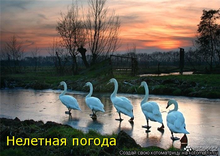 Котоматрица: Нелетная погода