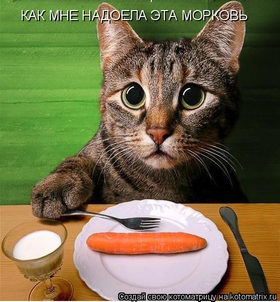 Котоматрица: КАК МНЕ НАДОЕЛА ЭТА МОРКОВЬ