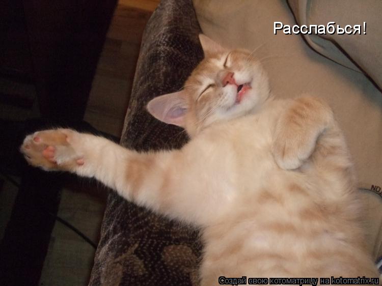 Котоматрица: Расслабься!
