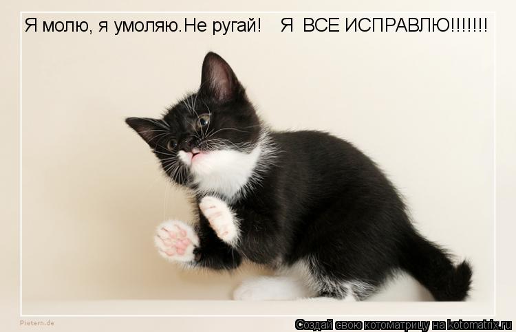 Котоматрица: Я молю, я умоляю.Не ругай! Я  ВСЕ ИСПРАВЛЮ!!!!!!!