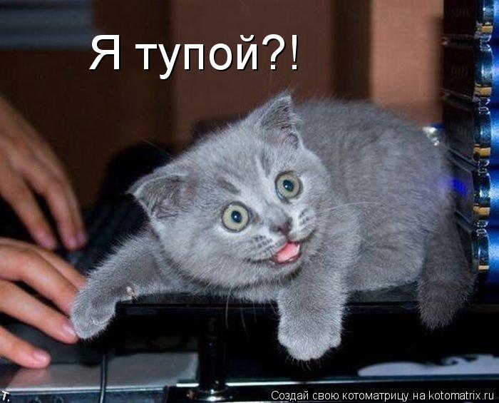 Котоматрица: Я тупой?!