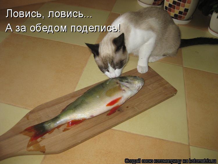 Котоматрица: Ловись, ловись... А за обедом поделись!